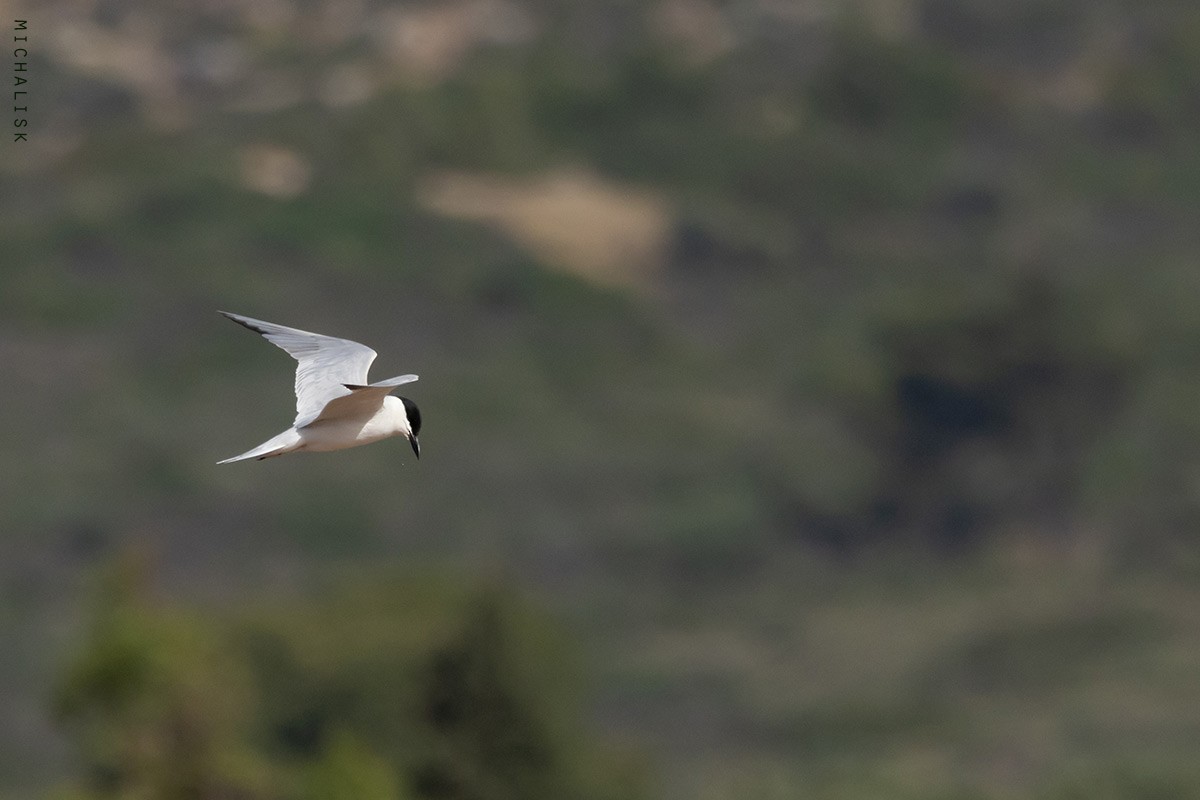 Gull-billed Tern - ML635875383