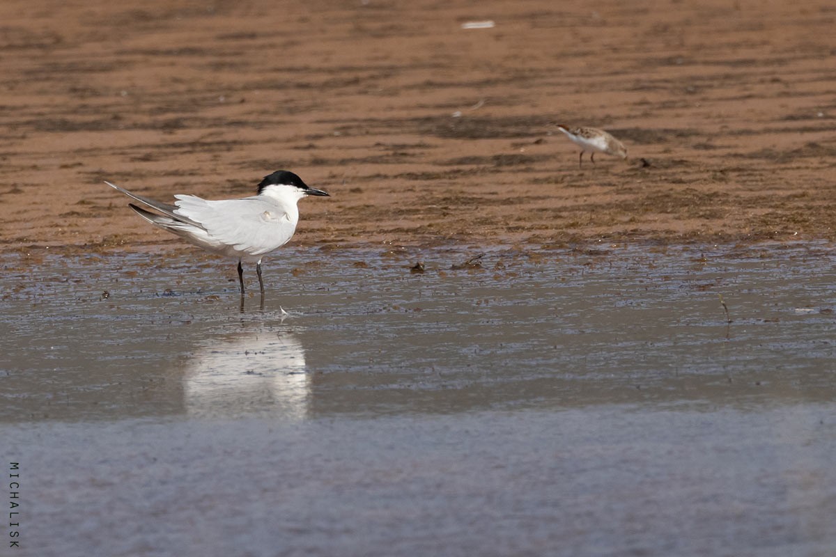 Gull-billed Tern - ML635875384