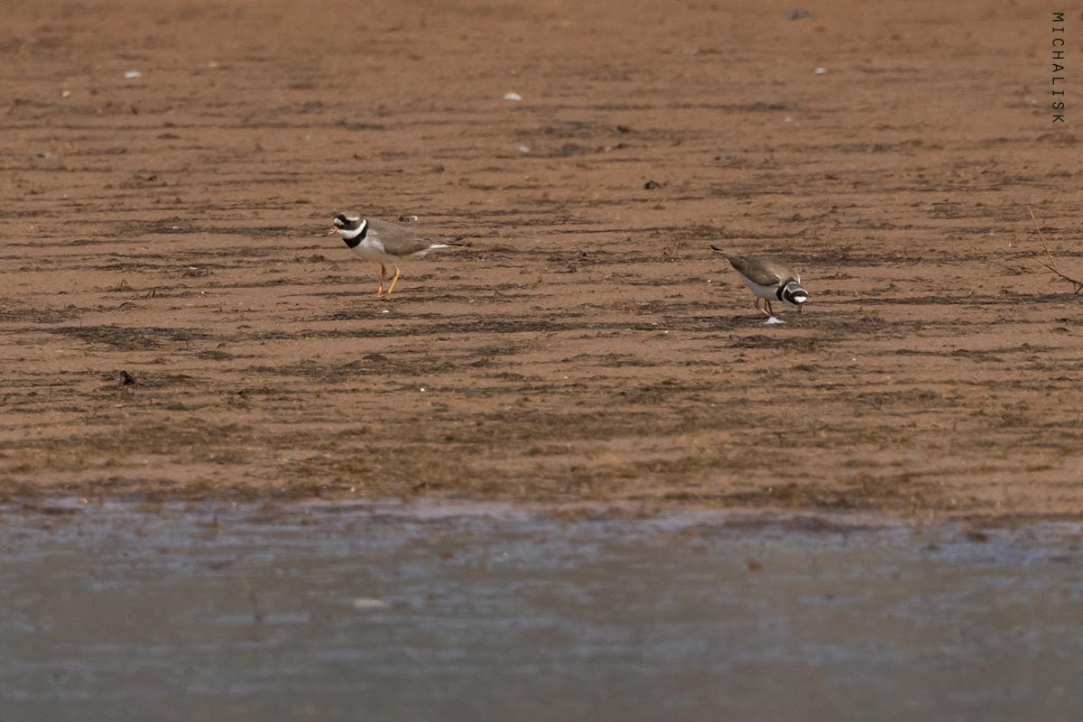 Common Ringed Plover - ML635875389