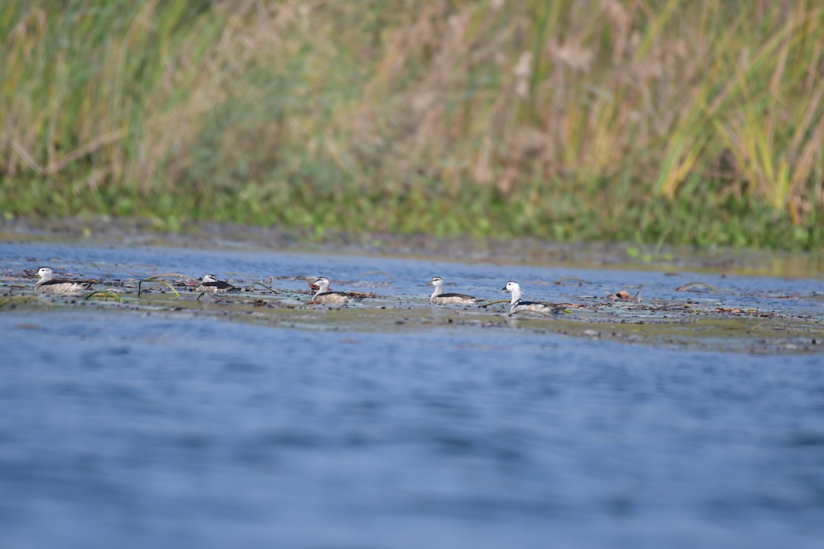 Cotton Pygmy-Goose - ML635875400