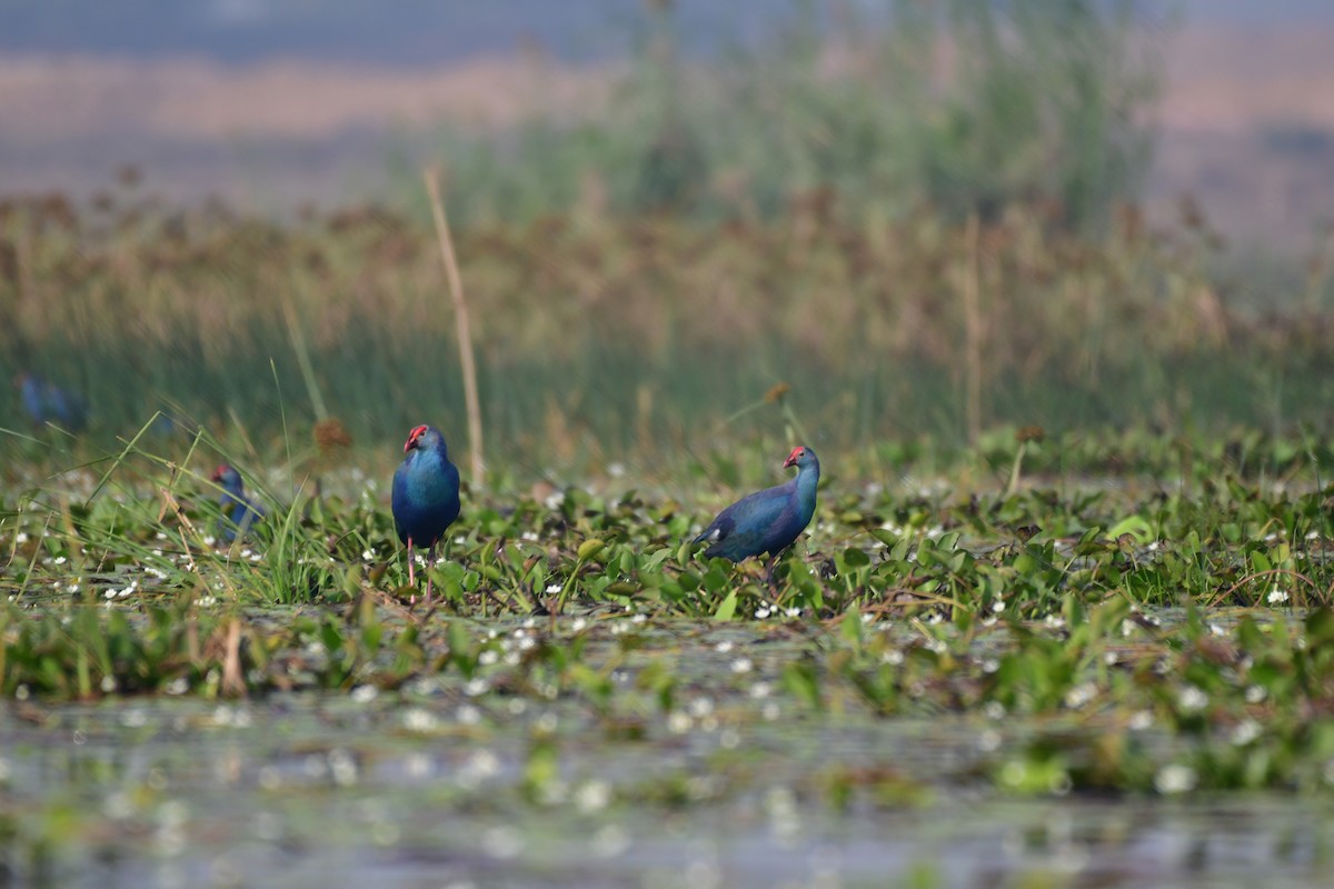 Gray-headed Swamphen - ML635875411