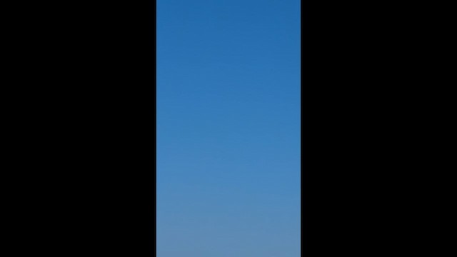 Kızıl Çaylak - ML635875459
