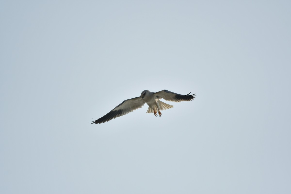 Black-winged Kite - ML635875512