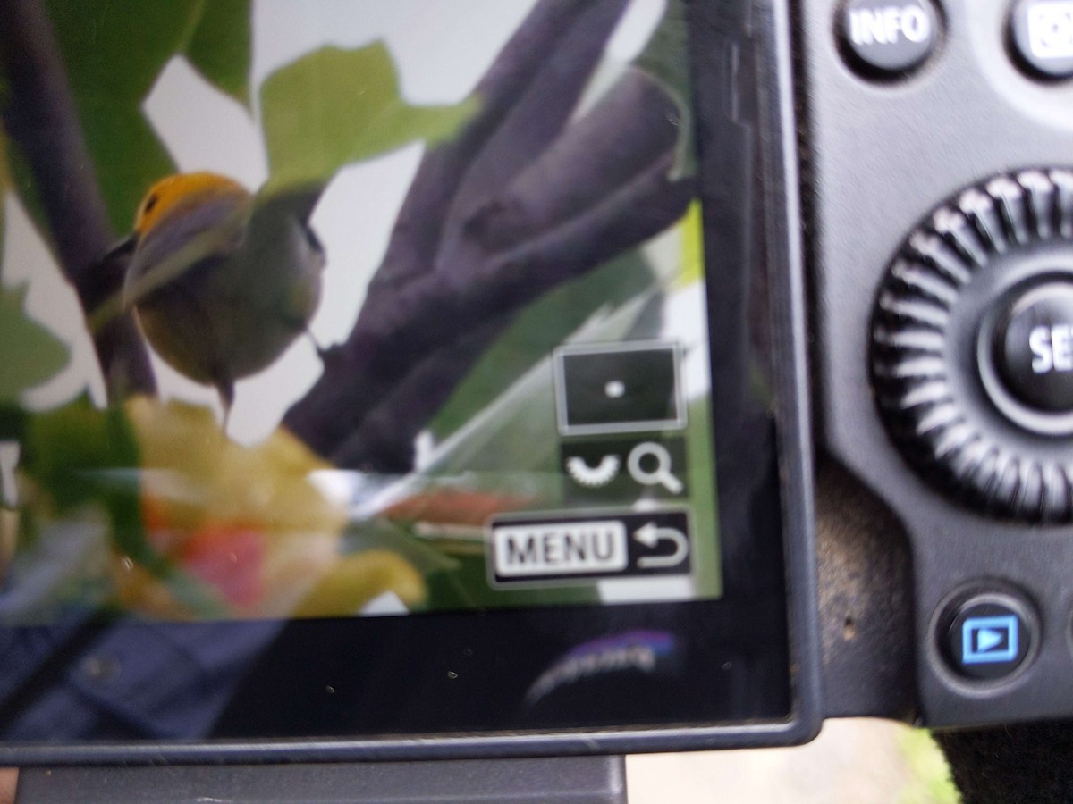 Prothonotary Warbler - ML635875539