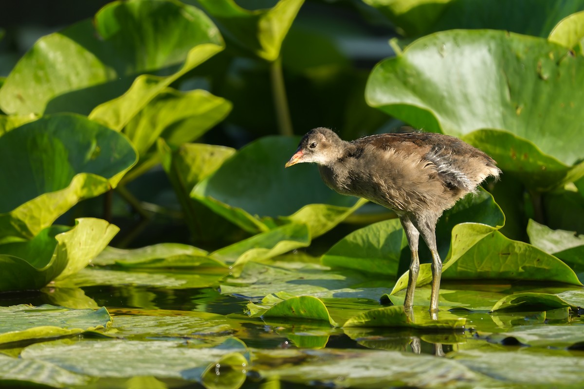 Eurasian Moorhen - ML635875607