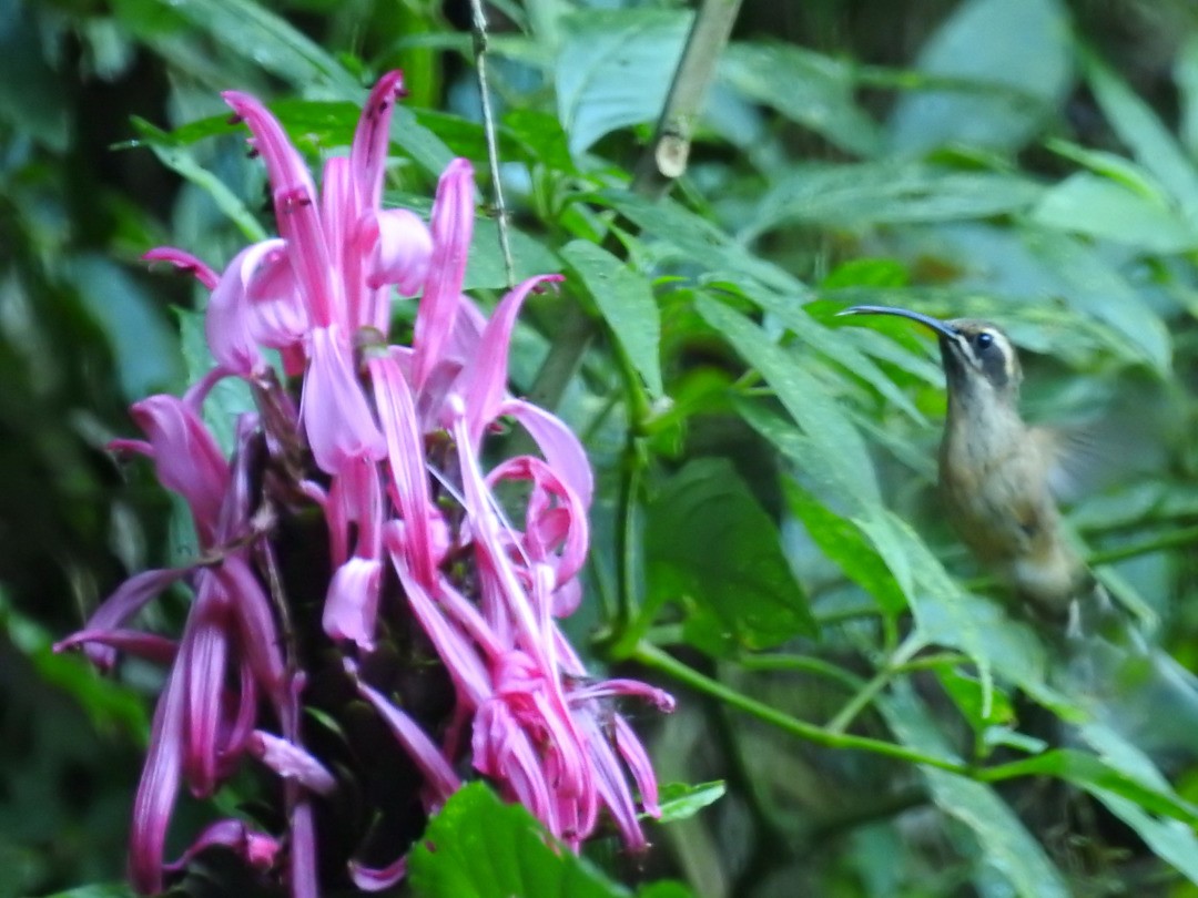 Dusky-throated Hermit - ML635875672