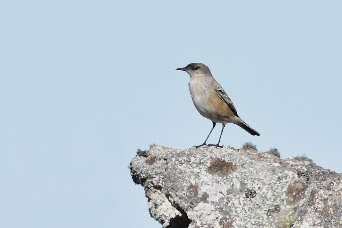 Cinnamon-bellied Ground-Tyrant - ML635875707
