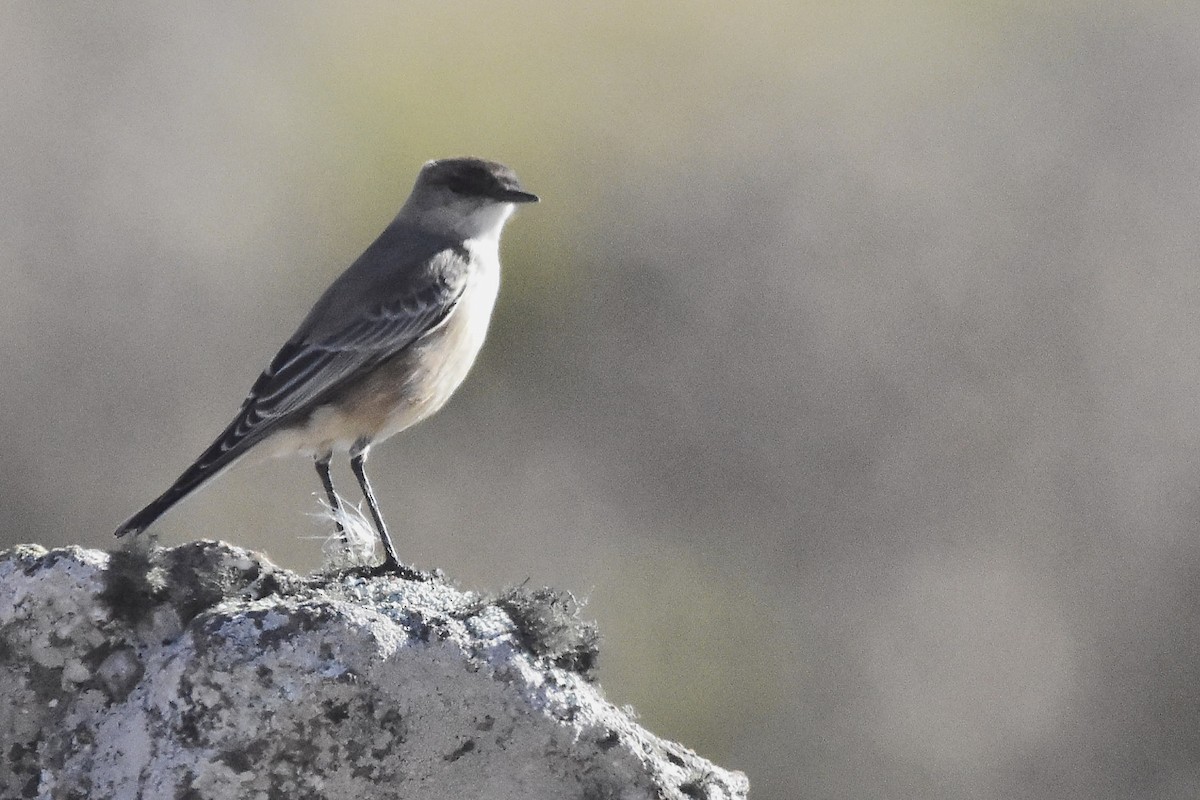 Cinnamon-bellied Ground-Tyrant - ML635875708