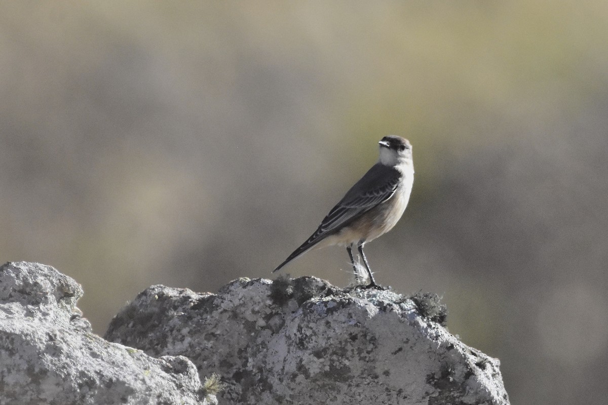 Cinnamon-bellied Ground-Tyrant - ML635875710