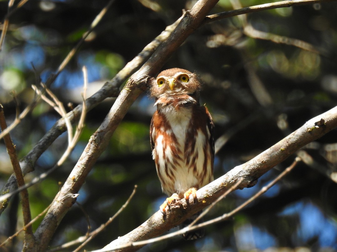 Least Pygmy-Owl - ML635875711