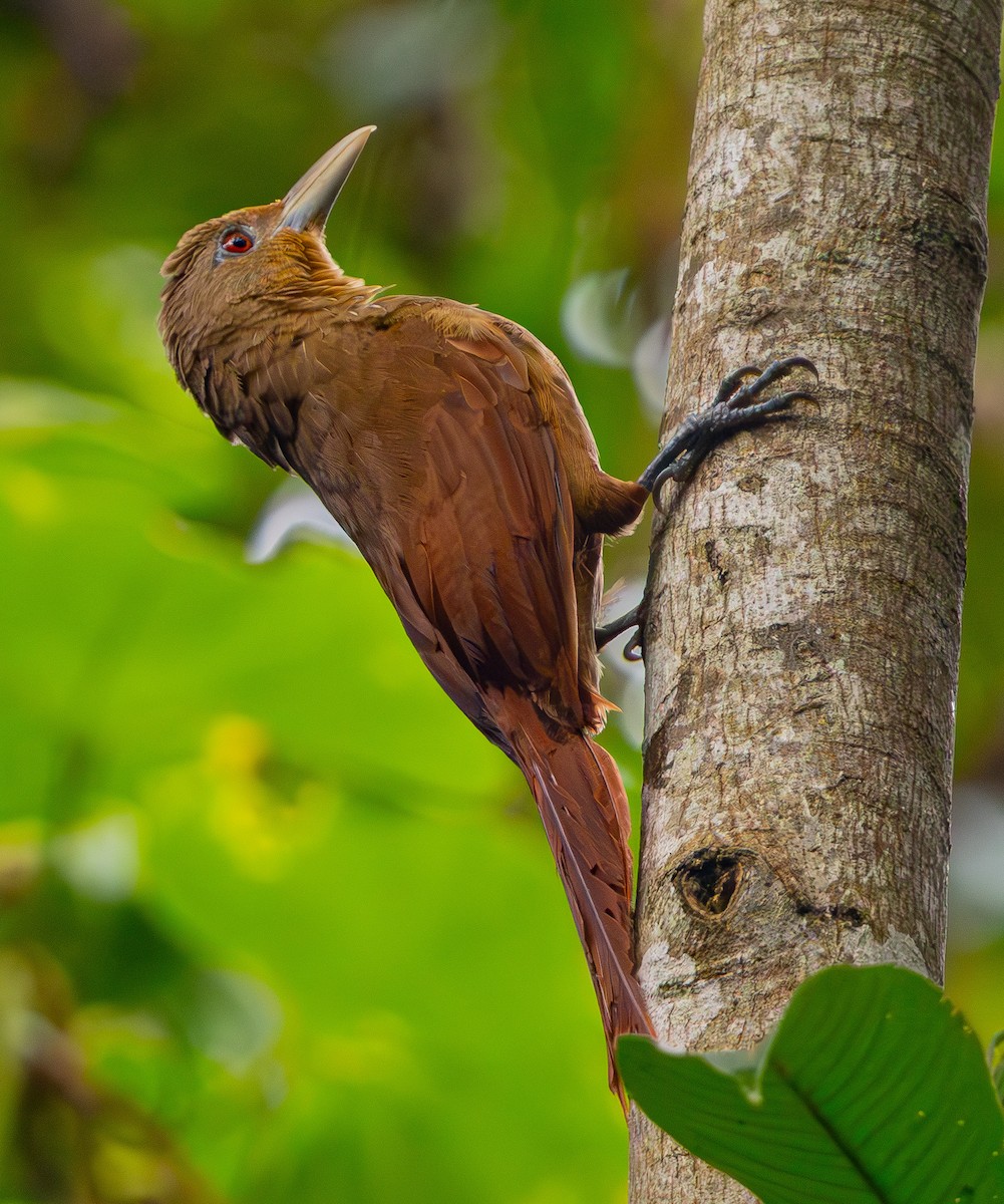 Cinnamon-throated Woodcreeper - ML635875716