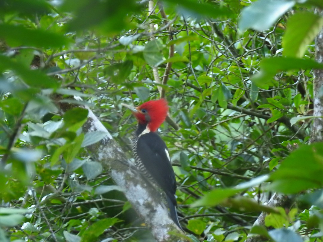 Helmeted Woodpecker - ML635875720