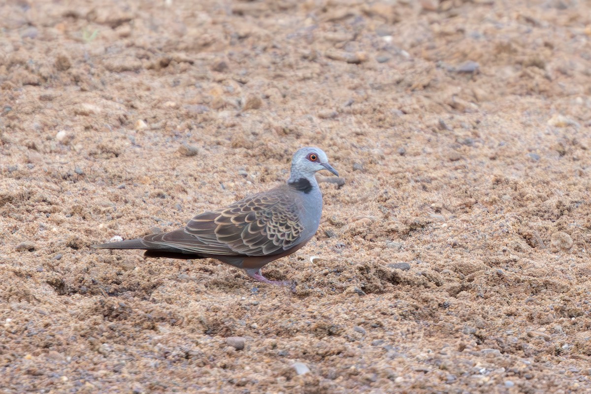 Adamawa Turtle-Dove - ML635875750