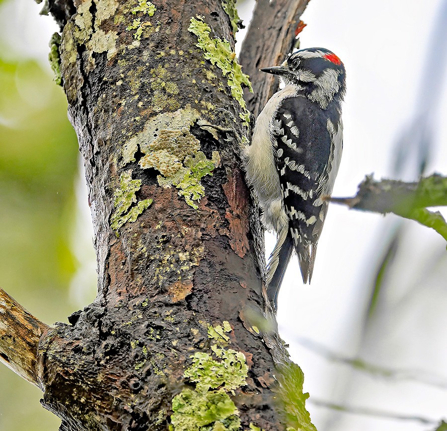 Downy Woodpecker - ML635875758