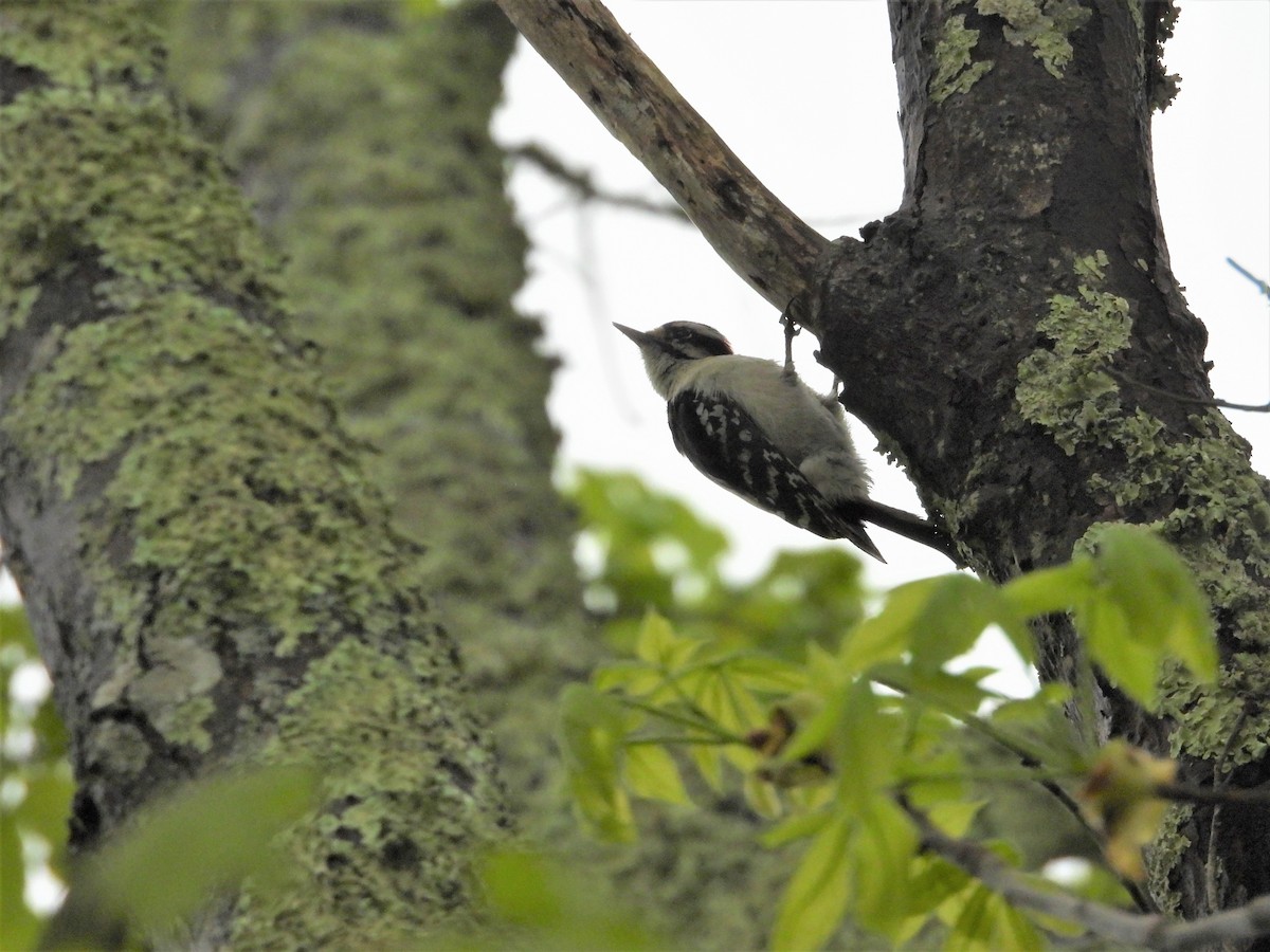 Downy Woodpecker - ML635875759