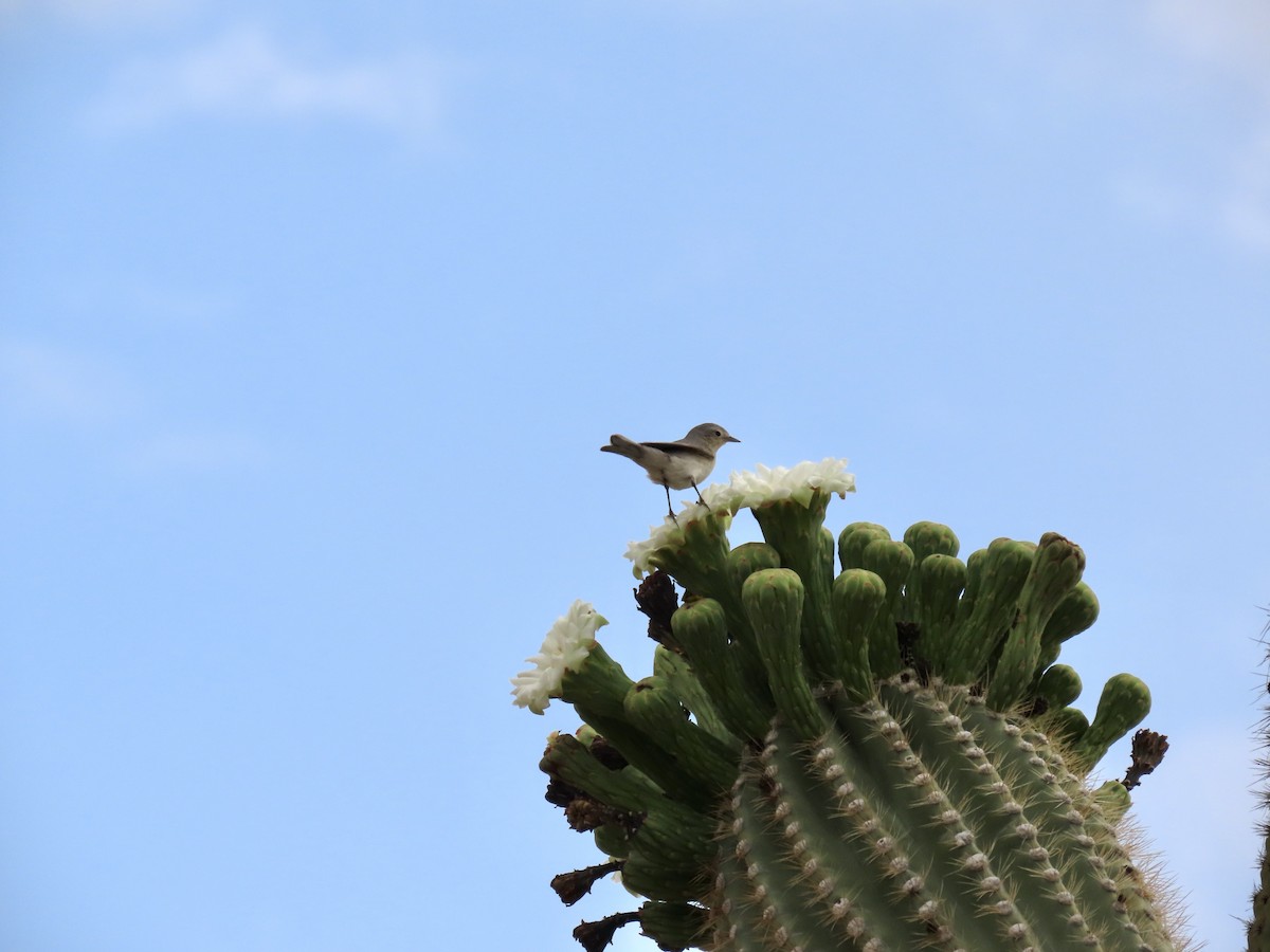 Lucy's Warbler - ML635875762
