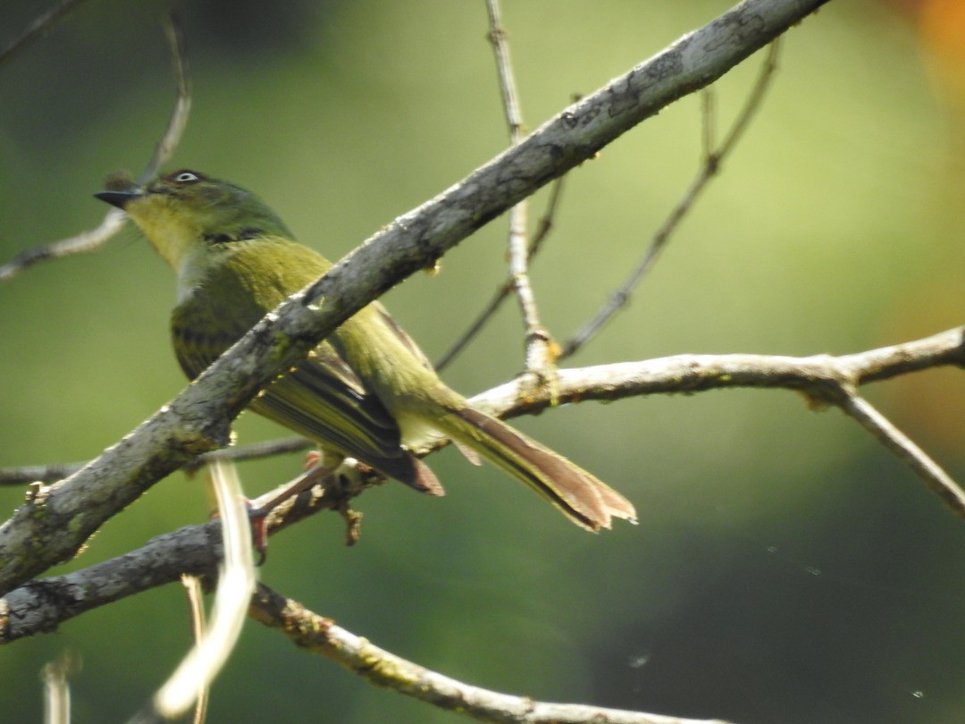 Bay-ringed Tyrannulet - ML635875795