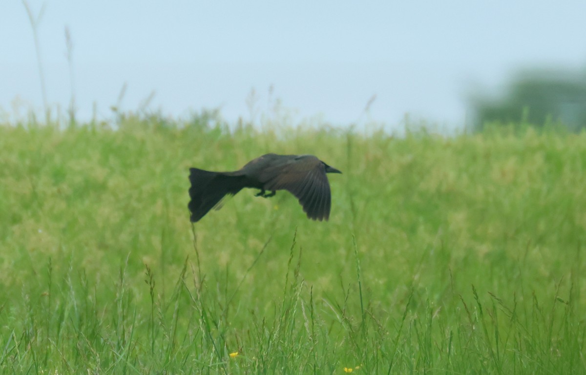 grackle sp. - ML635875830