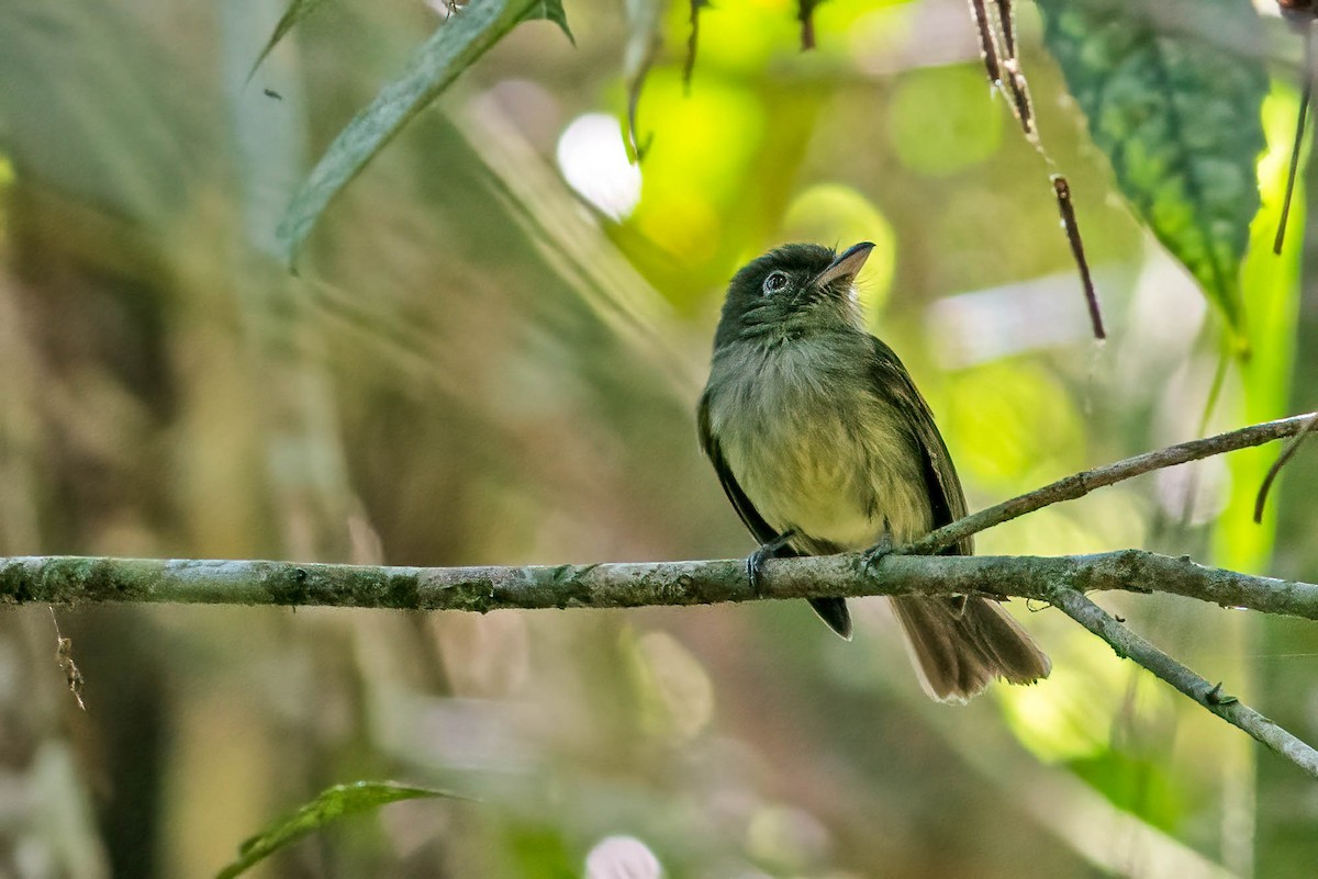 Eastern Olivaceous Flatbill - ML635875858
