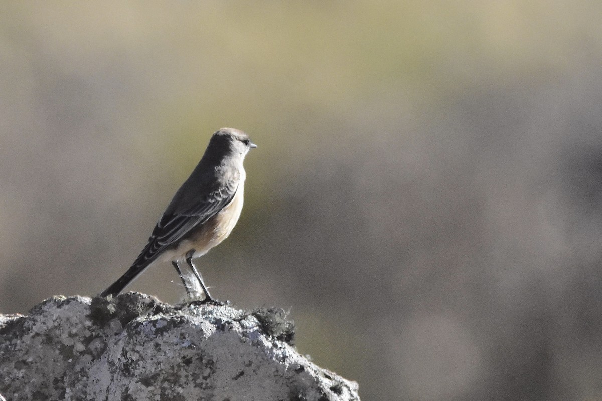 Cinnamon-bellied Ground-Tyrant - ML635875871