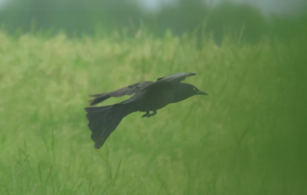 grackle sp. - ML635875872