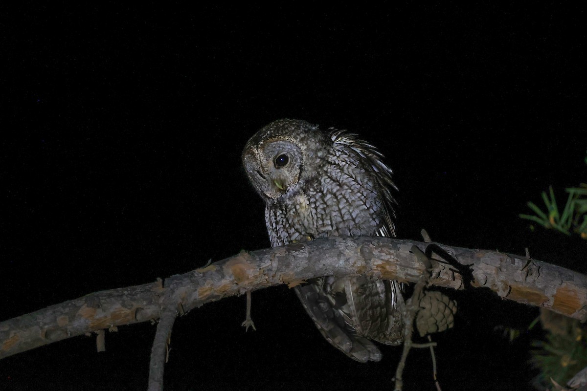 Maghreb Owl - ML635875918