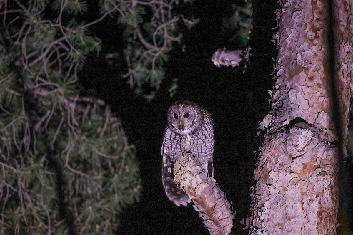 Maghreb Owl - ML635875920