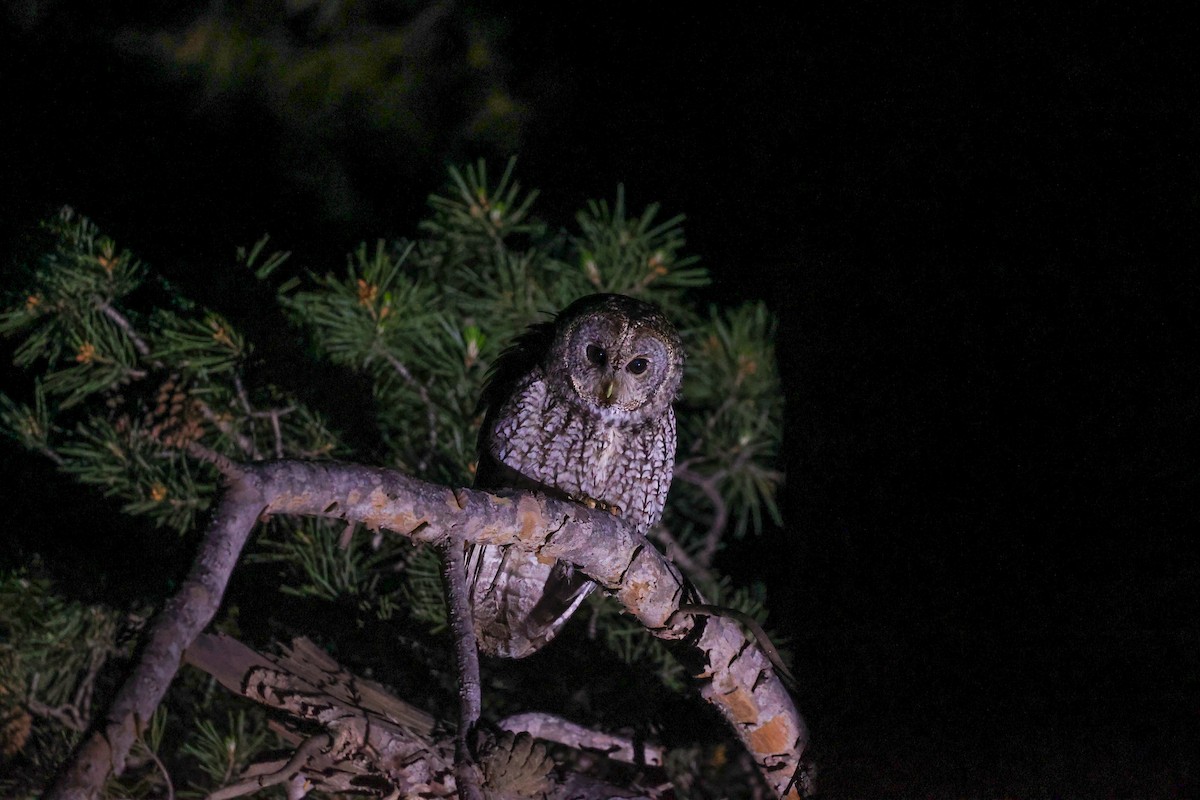 Maghreb Owl - ML635875921