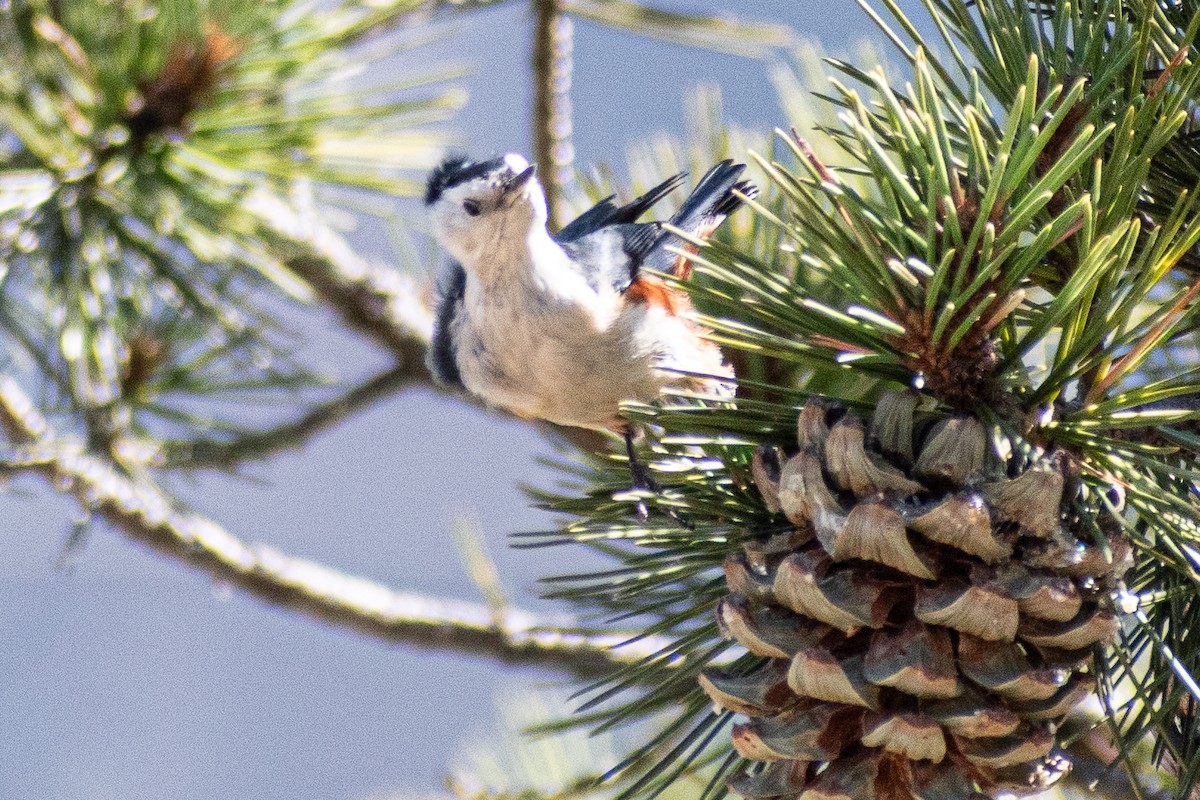 White-cheeked Nuthatch - ML635875995