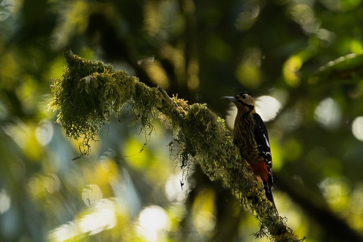 Darjeeling Woodpecker - ML635875996