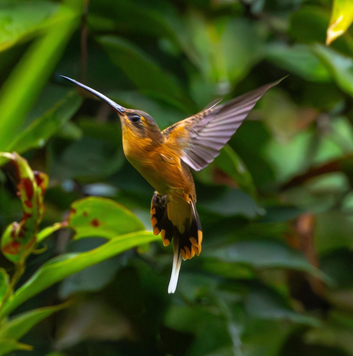 Needle-billed Hermit - ML635876047