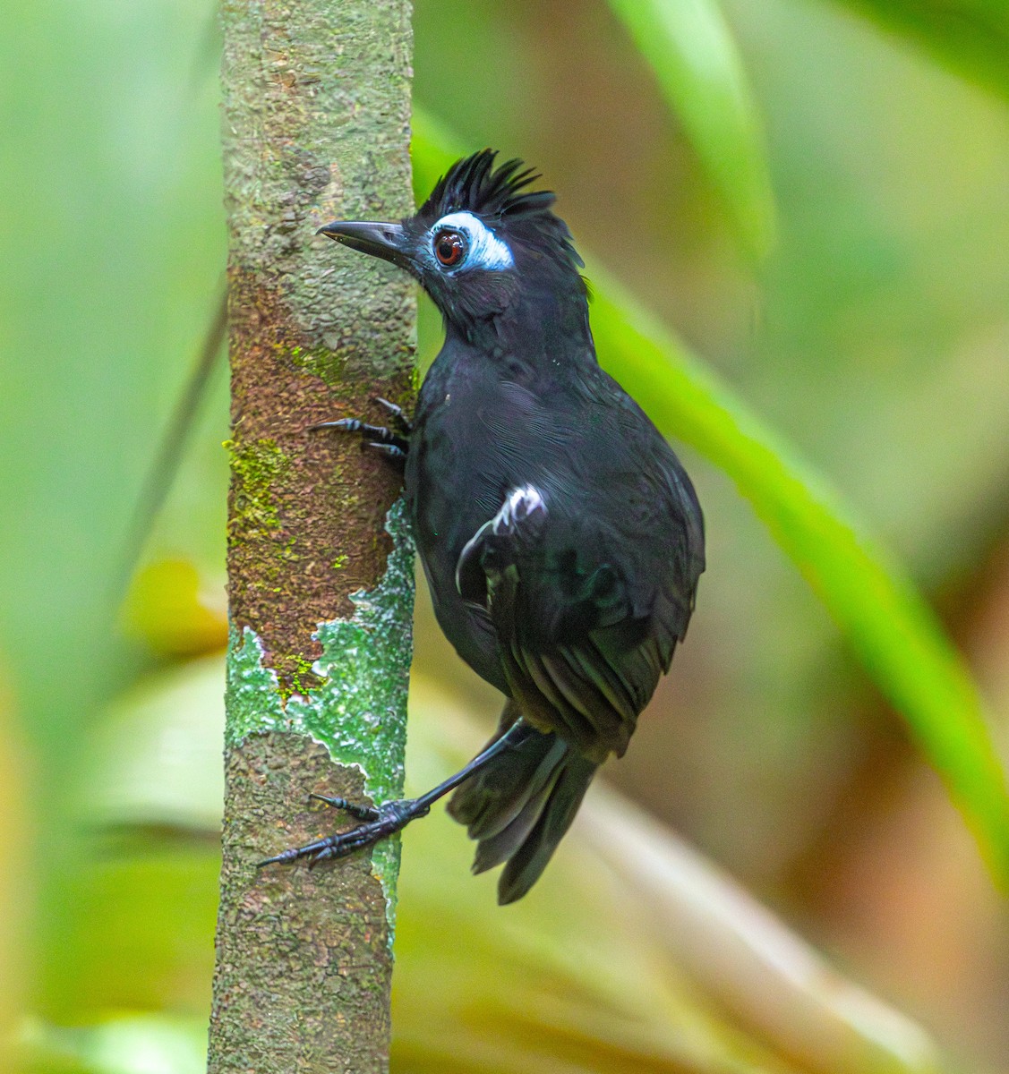 Sooty Antbird - ML635876108