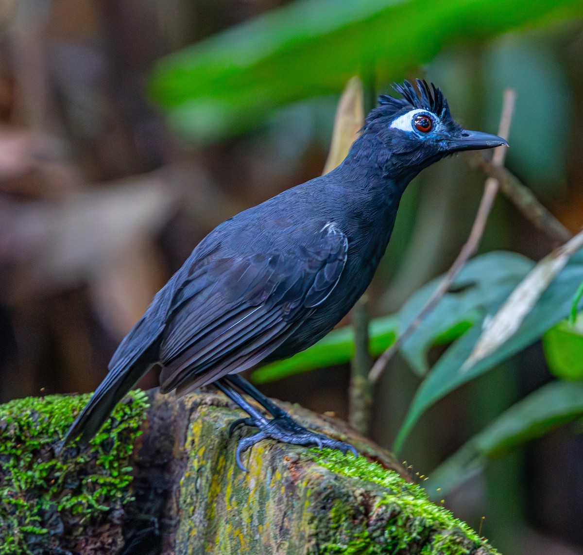 Sooty Antbird - ML635876109