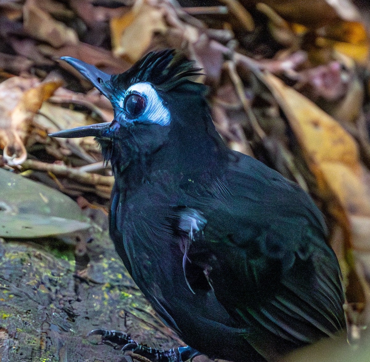 Sooty Antbird - ML635876110
