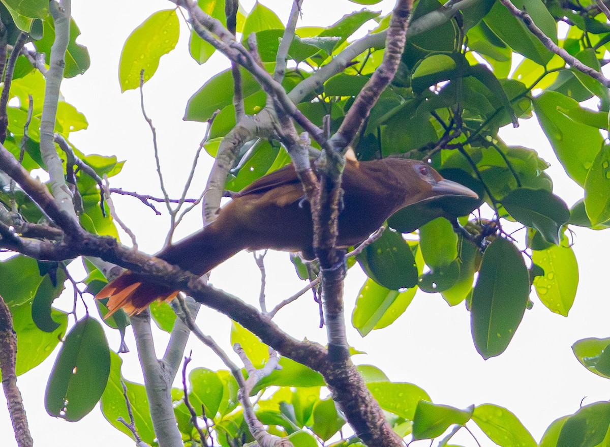 Cinnamon-throated Woodcreeper - ML635876231