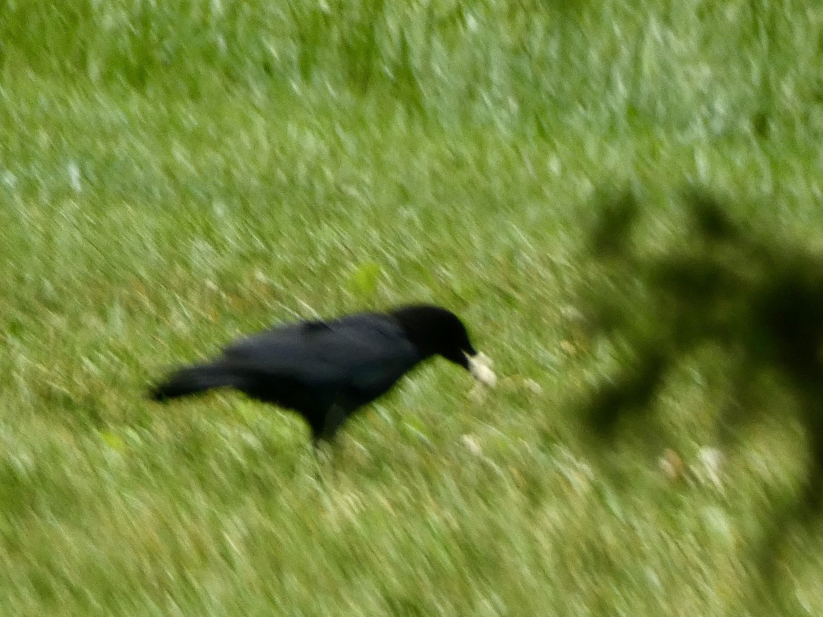 American Crow - ML635876238