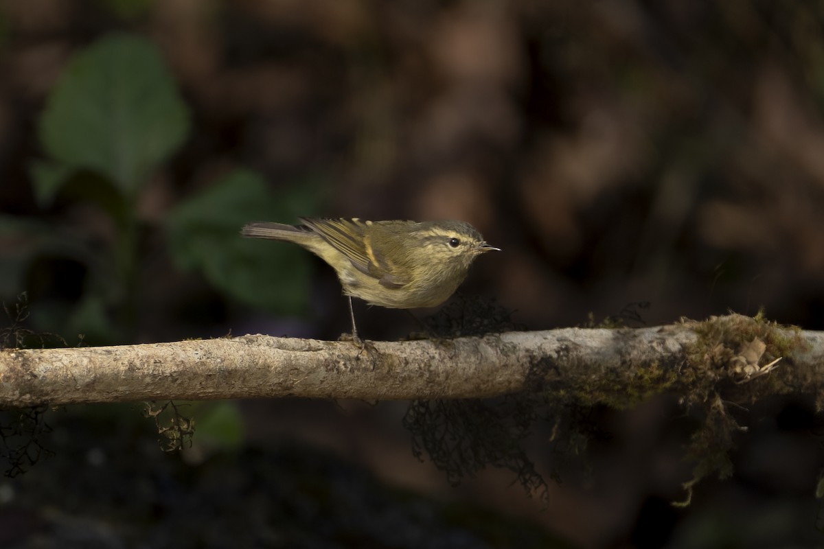 Buff-barred Warbler - ML635876256