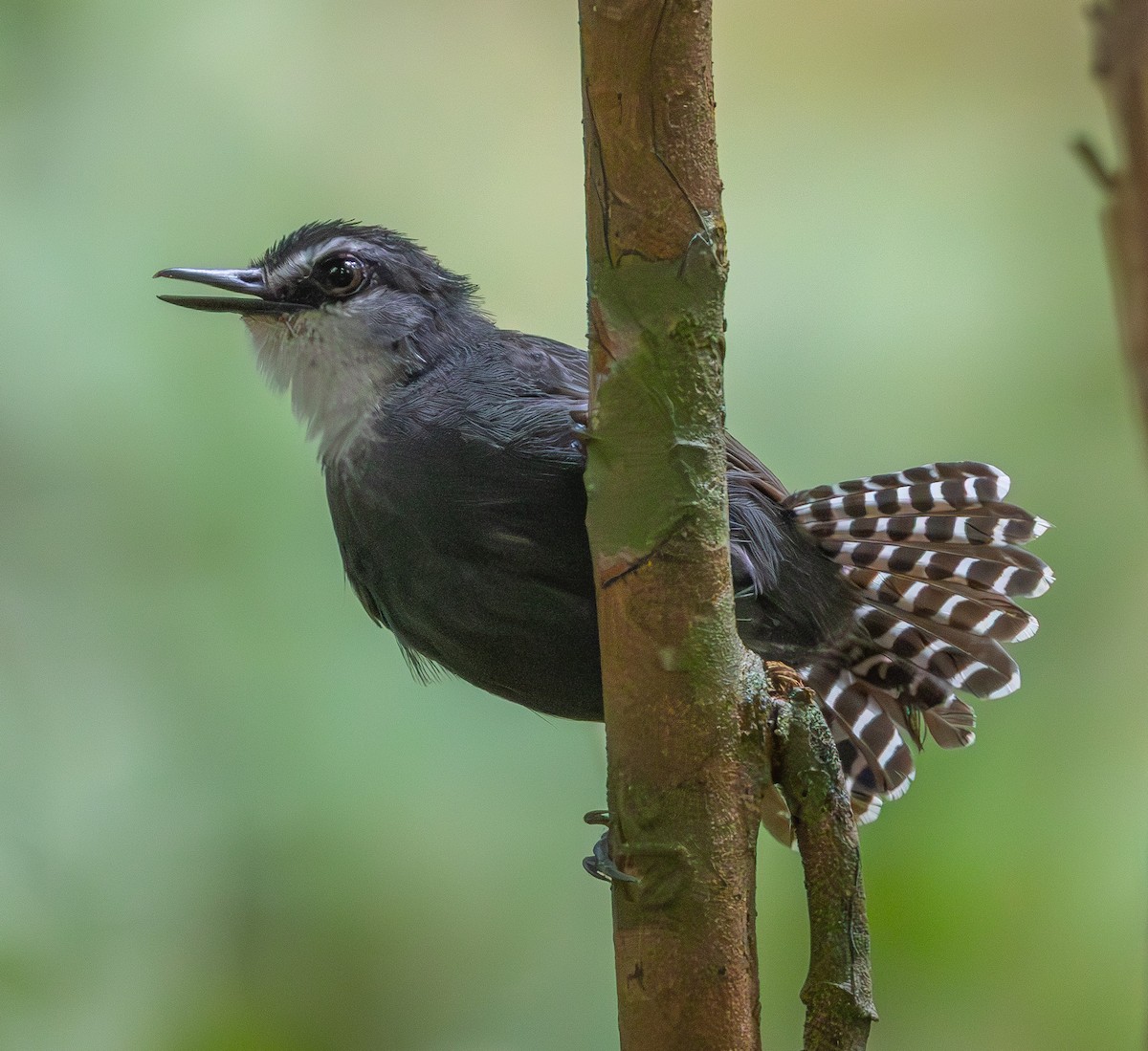 White-throated Antbird - ML635876263