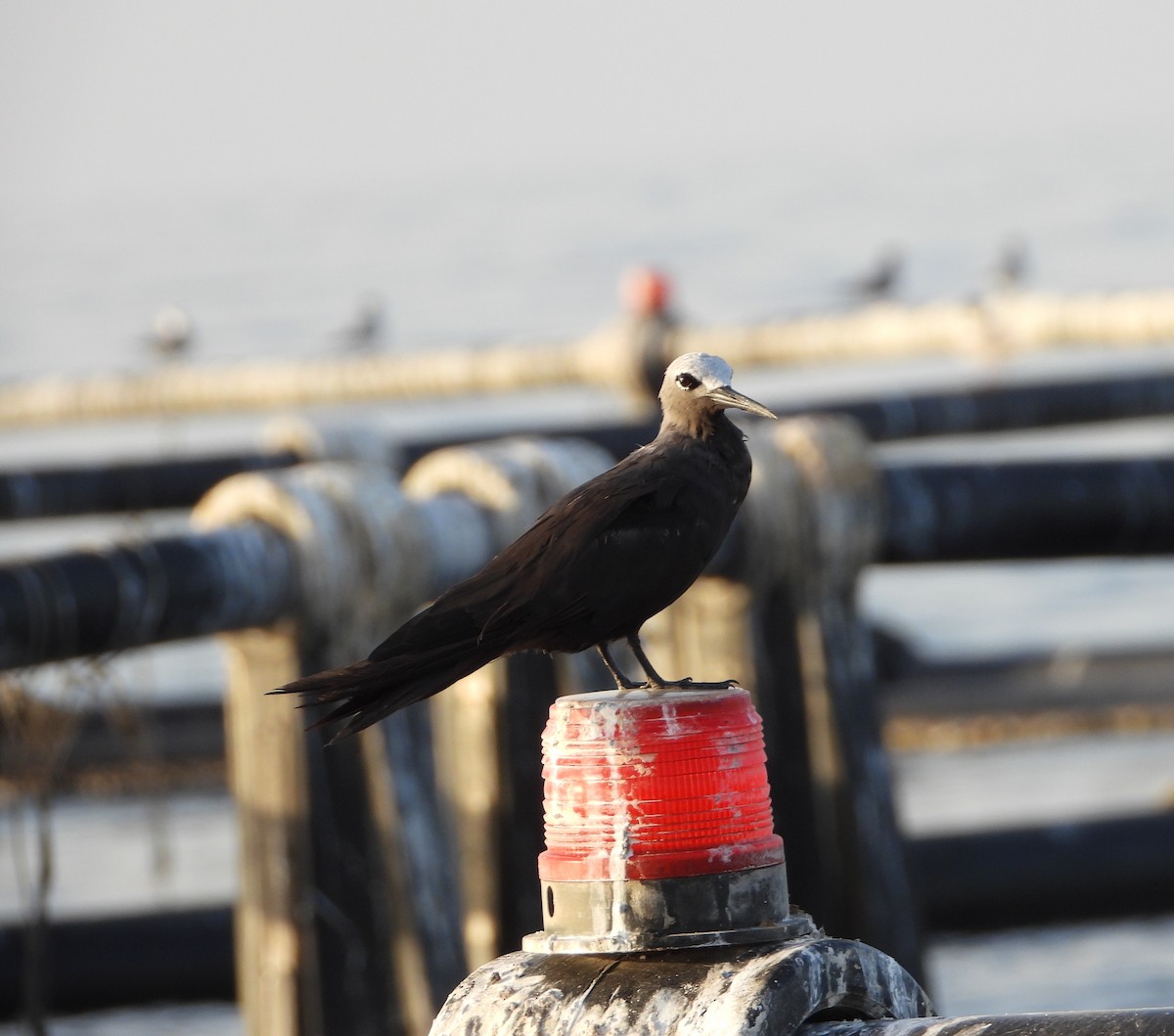 Lesser Noddy - ML635876289