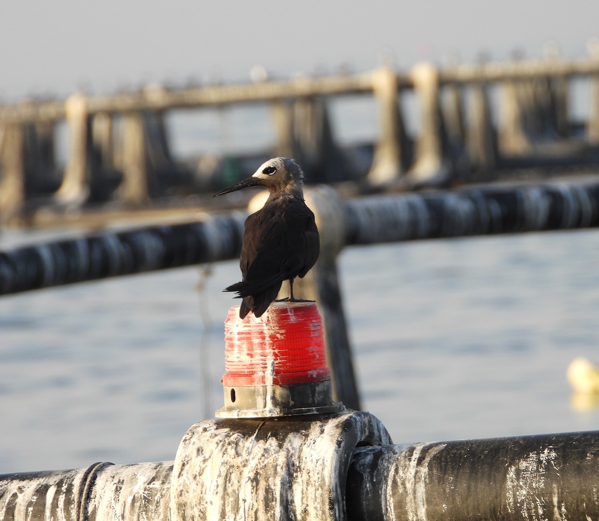 Lesser Noddy - ML635876290