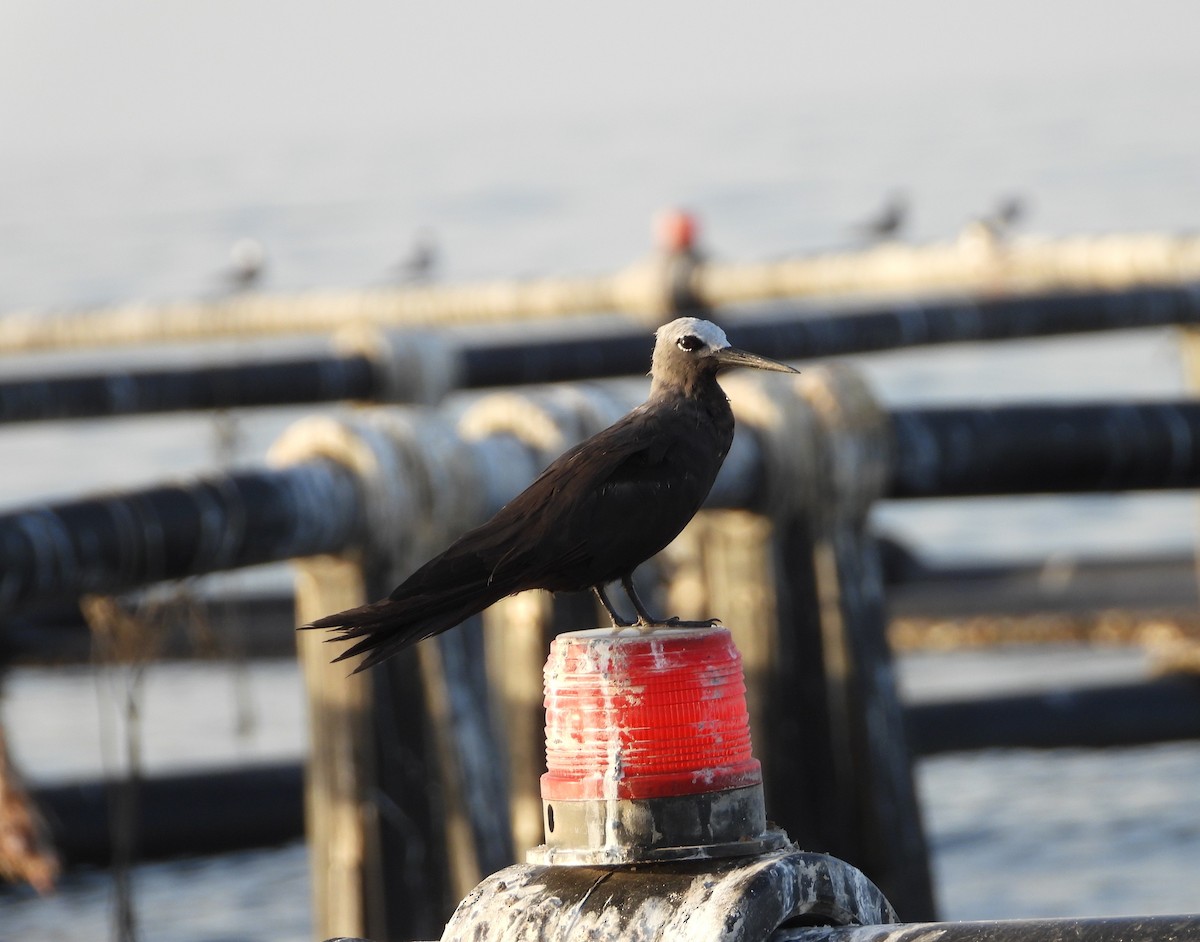 Lesser Noddy - ML635876291