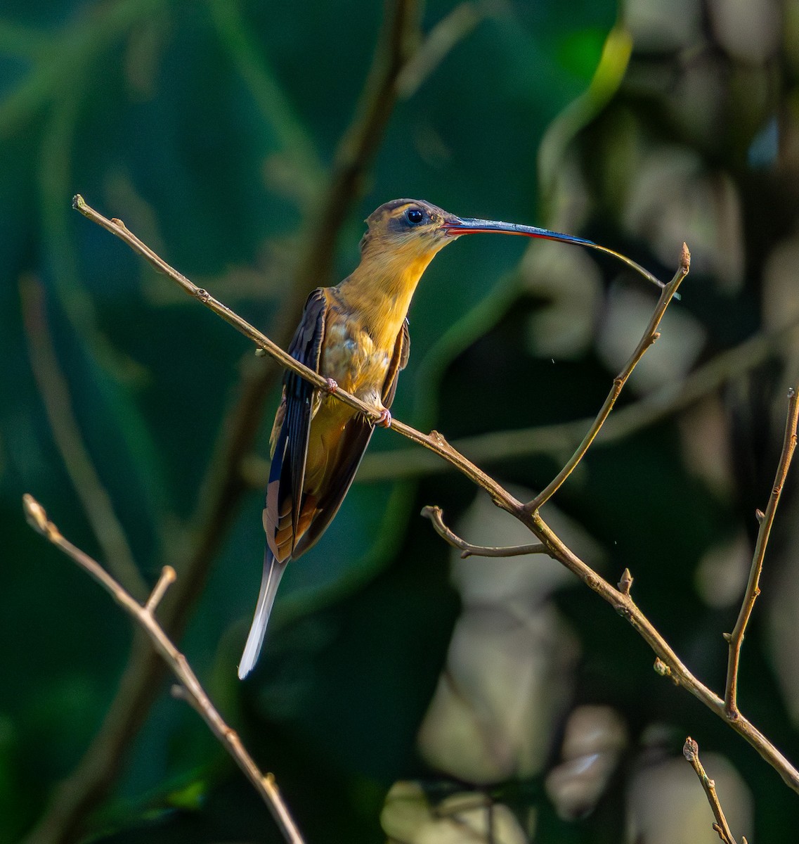 Needle-billed Hermit - ML635876307