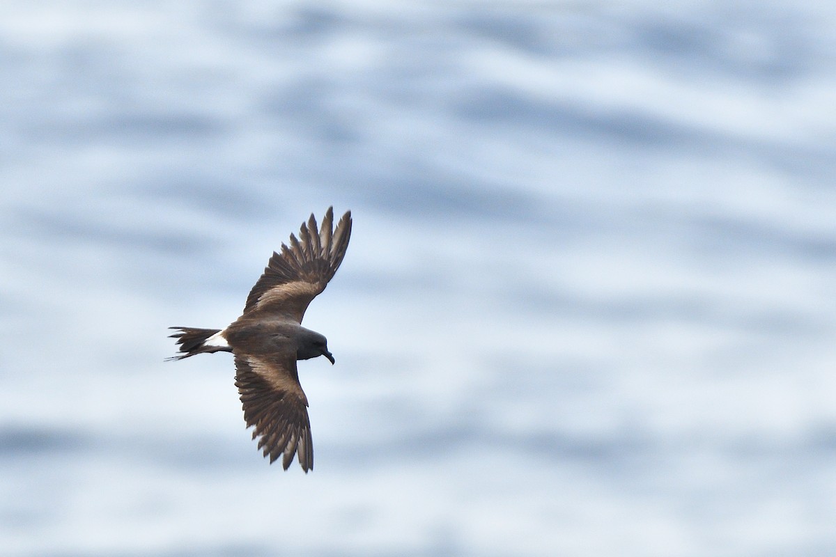 Leach's Storm-Petrel - ML635876309