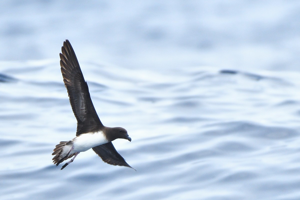 Tahiti Petrel - ML635876312