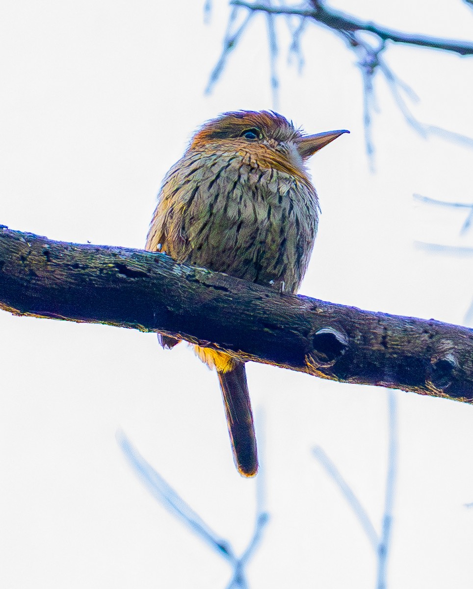 Western Striolated-Puffbird - ML635876315