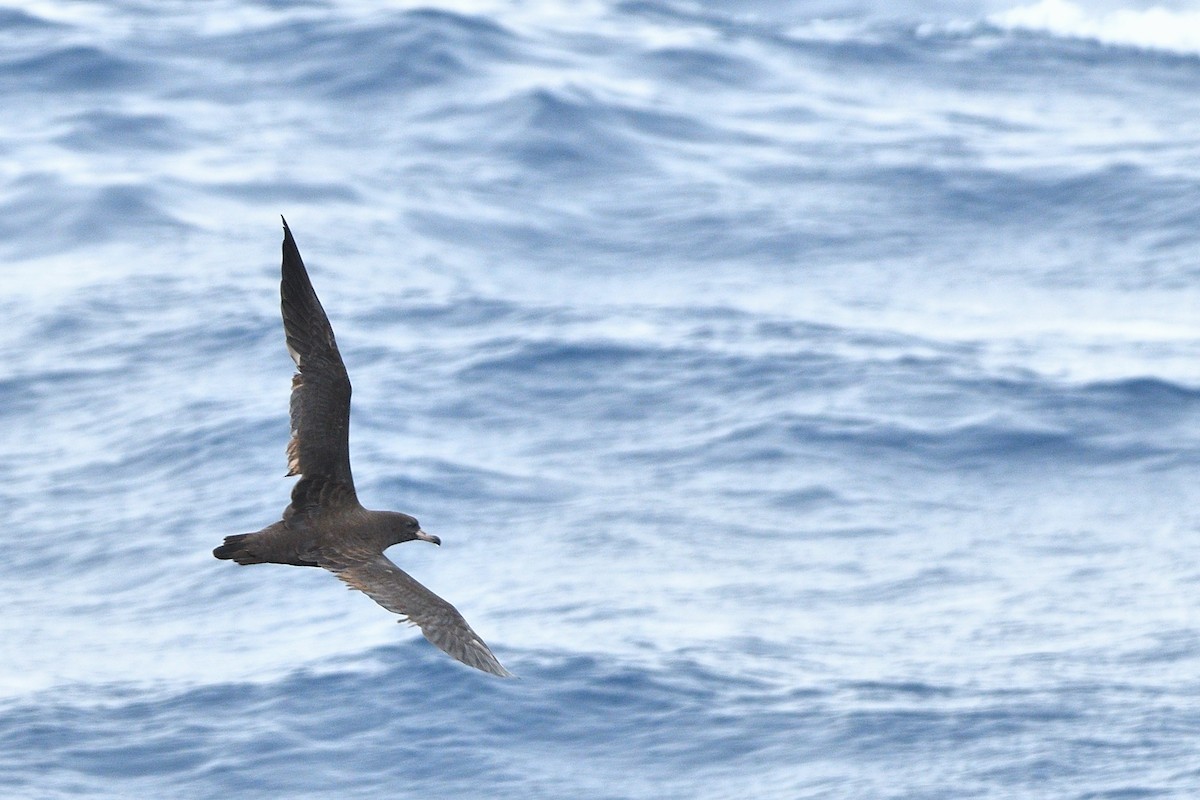 Flesh-footed Shearwater - ML635876316