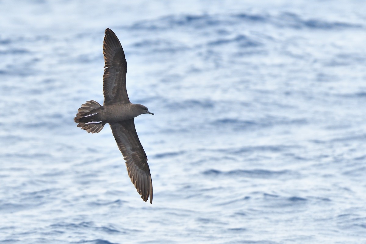 Wedge-tailed Shearwater - ML635876325