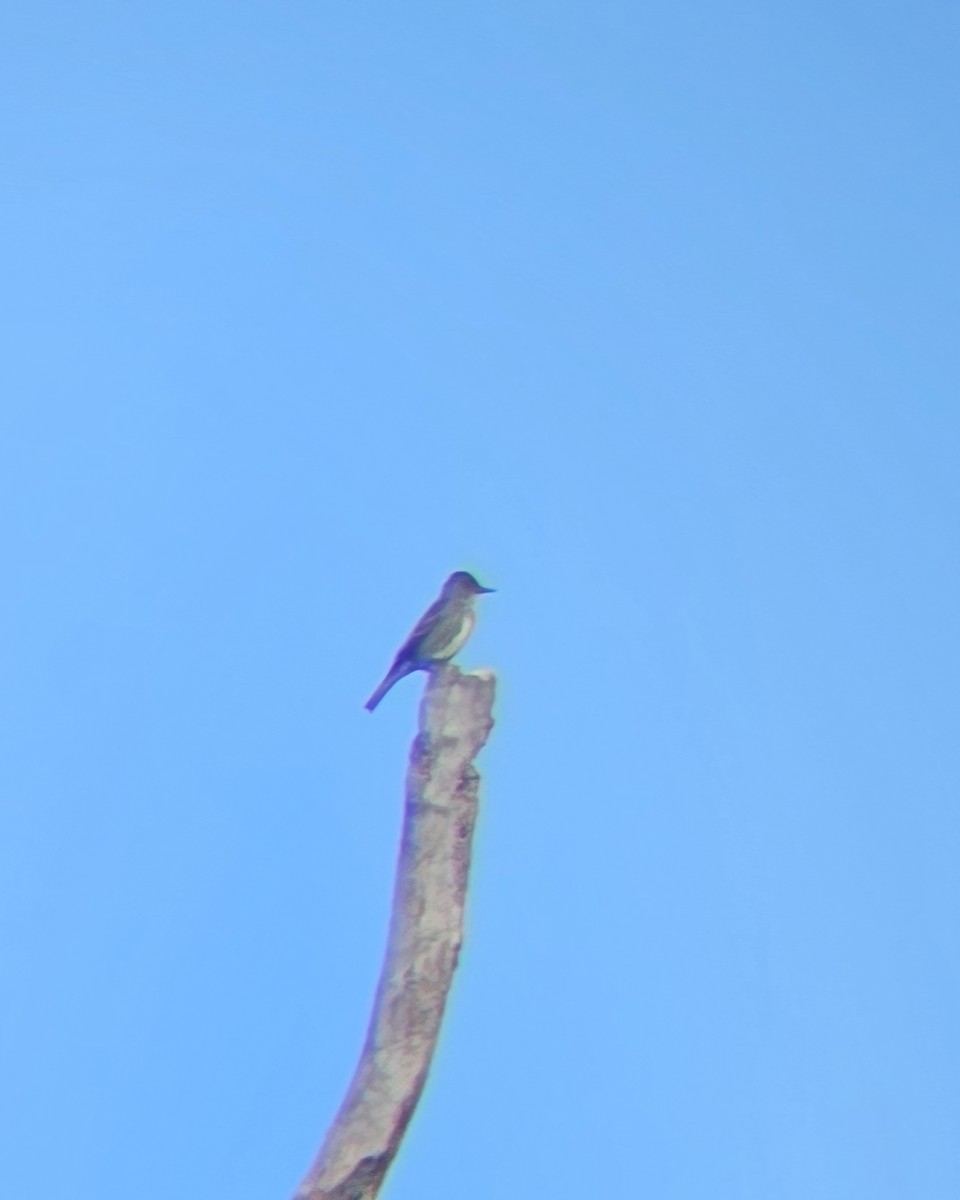 Olive-sided Flycatcher - ML635876375