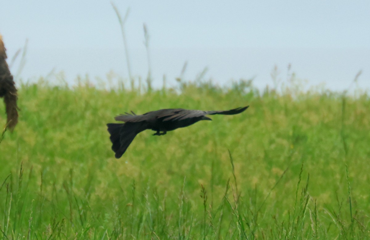 grackle sp. - ML635876377