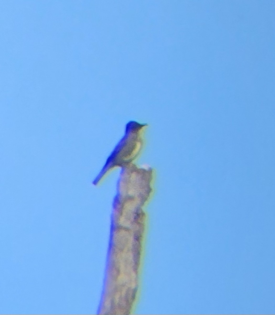 Olive-sided Flycatcher - ML635876380